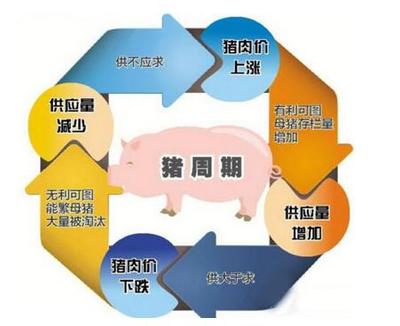 3月27日养猪业重要信息汇总